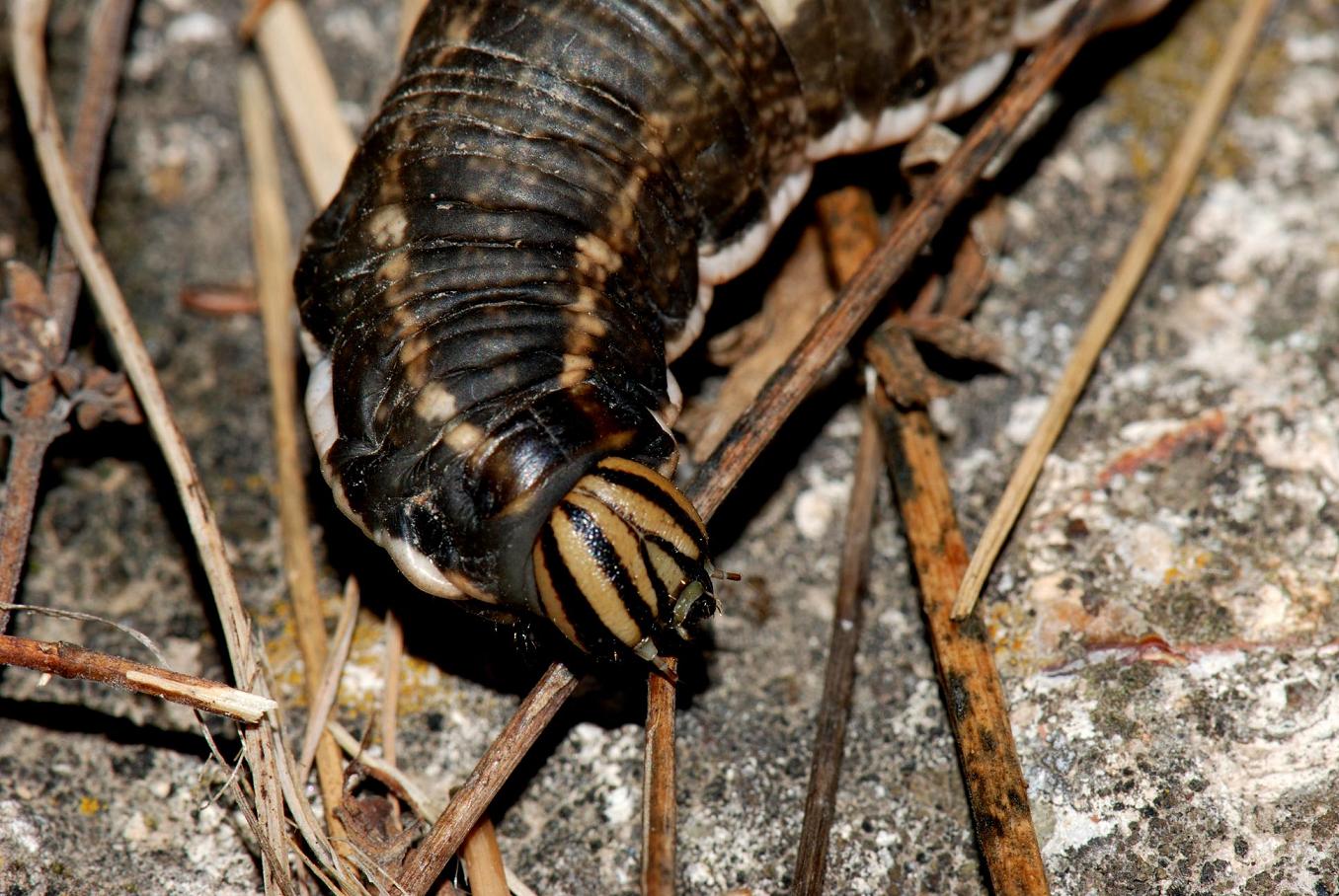 Bruco di Agrius convolvuli